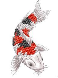 carpa koi